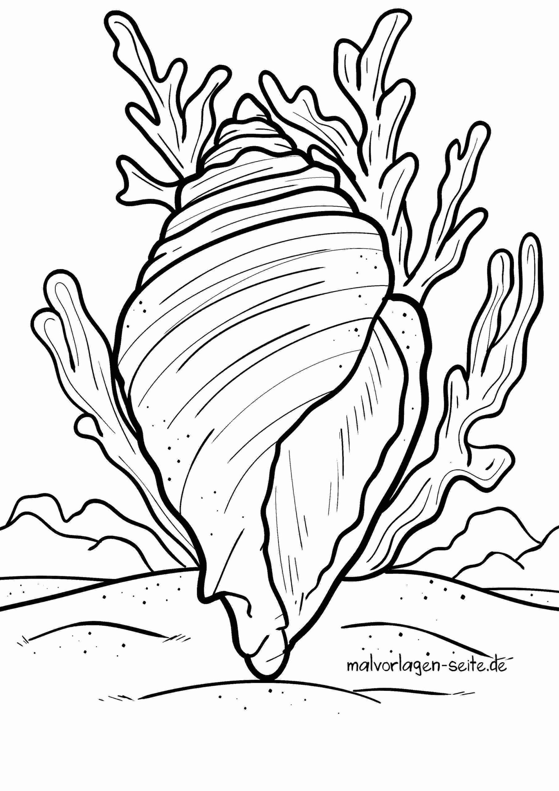 Malvorlage Muschel