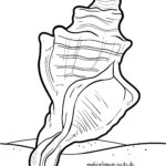 Malvorlage Muschel