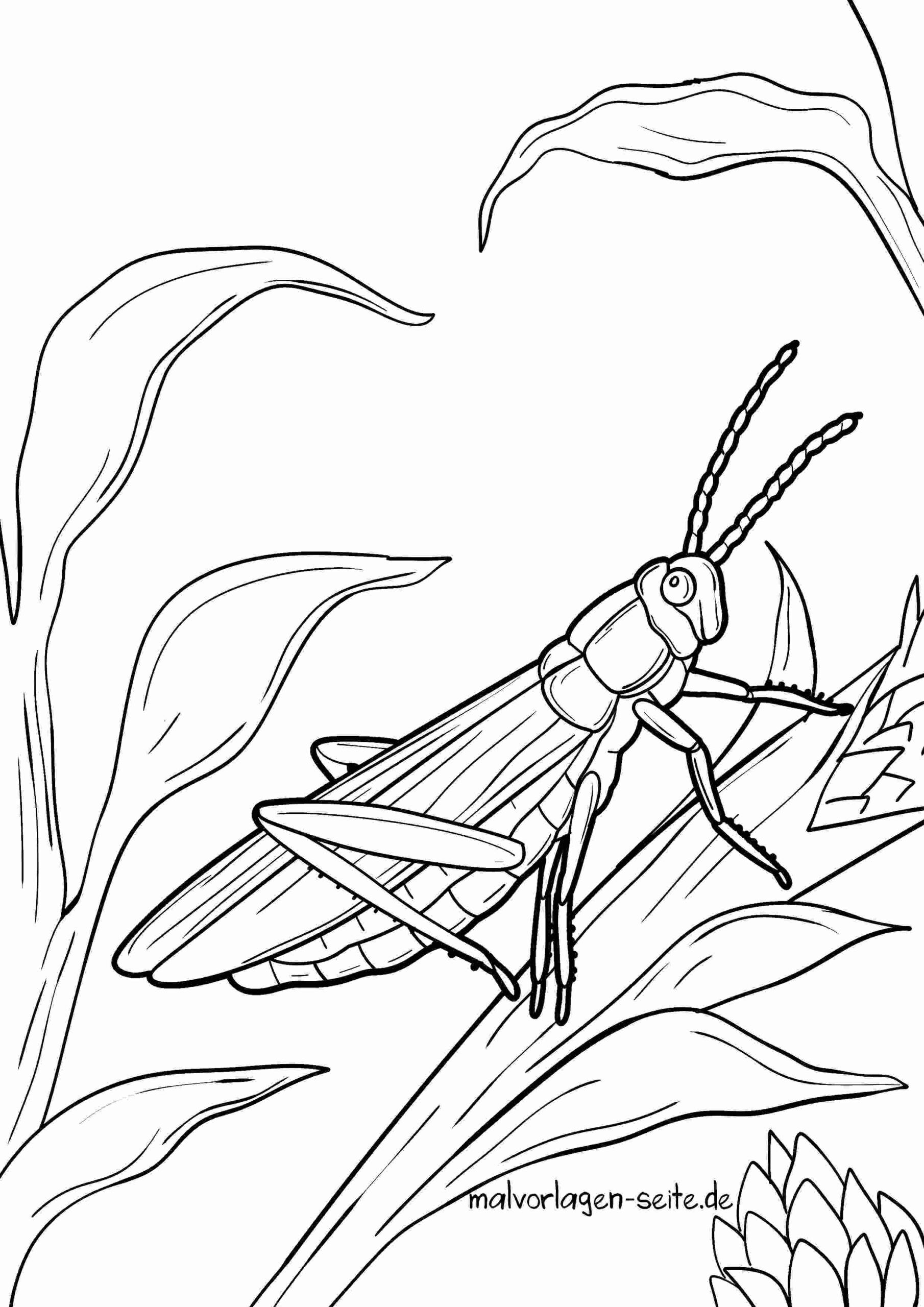 Malvorlage Heuschrecke
