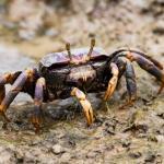 Krebs, Krabbe oder Hummer - Wo ist der Unterschied? krebs