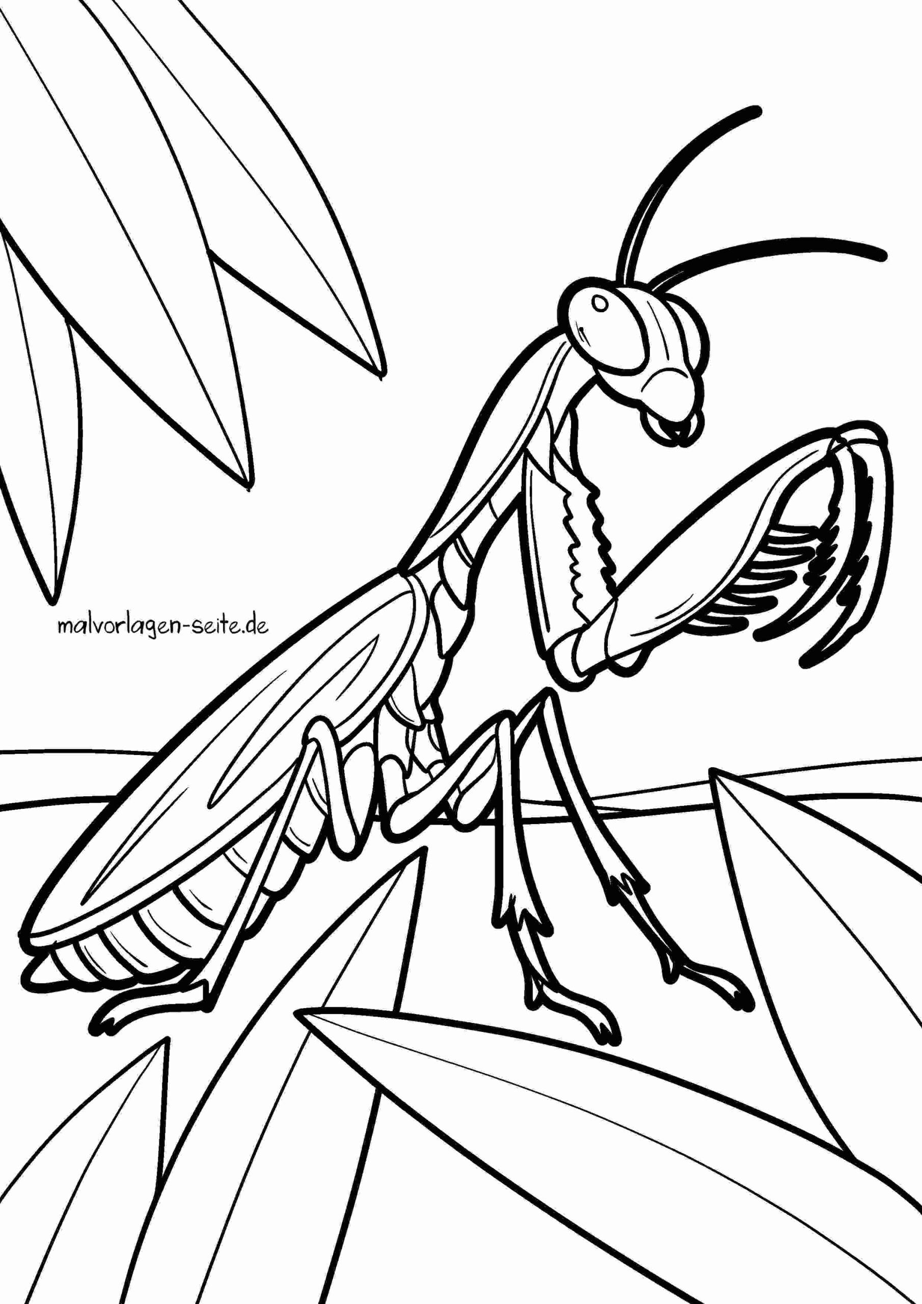 Malvorlage Gottesanbeterin