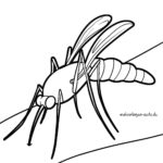 Malvorlage Mücke / Moskito