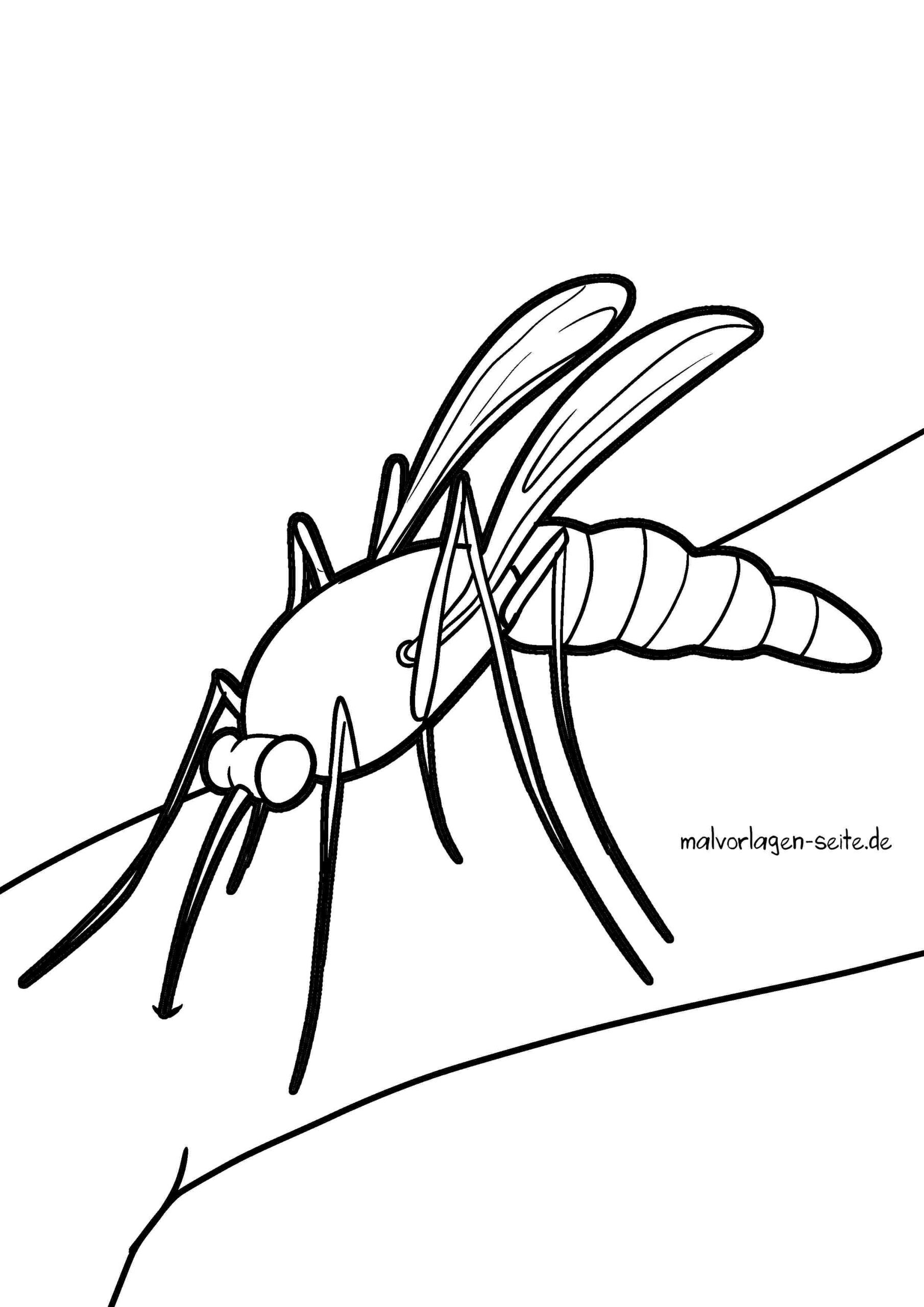 Malvorlage Mücke / Moskito