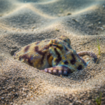 Tintenfisch, Krake, Oktopus - Was ist der Unterschied?