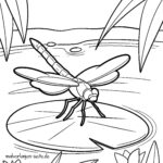 Malvorlage Libelle Malvorlage Libelle