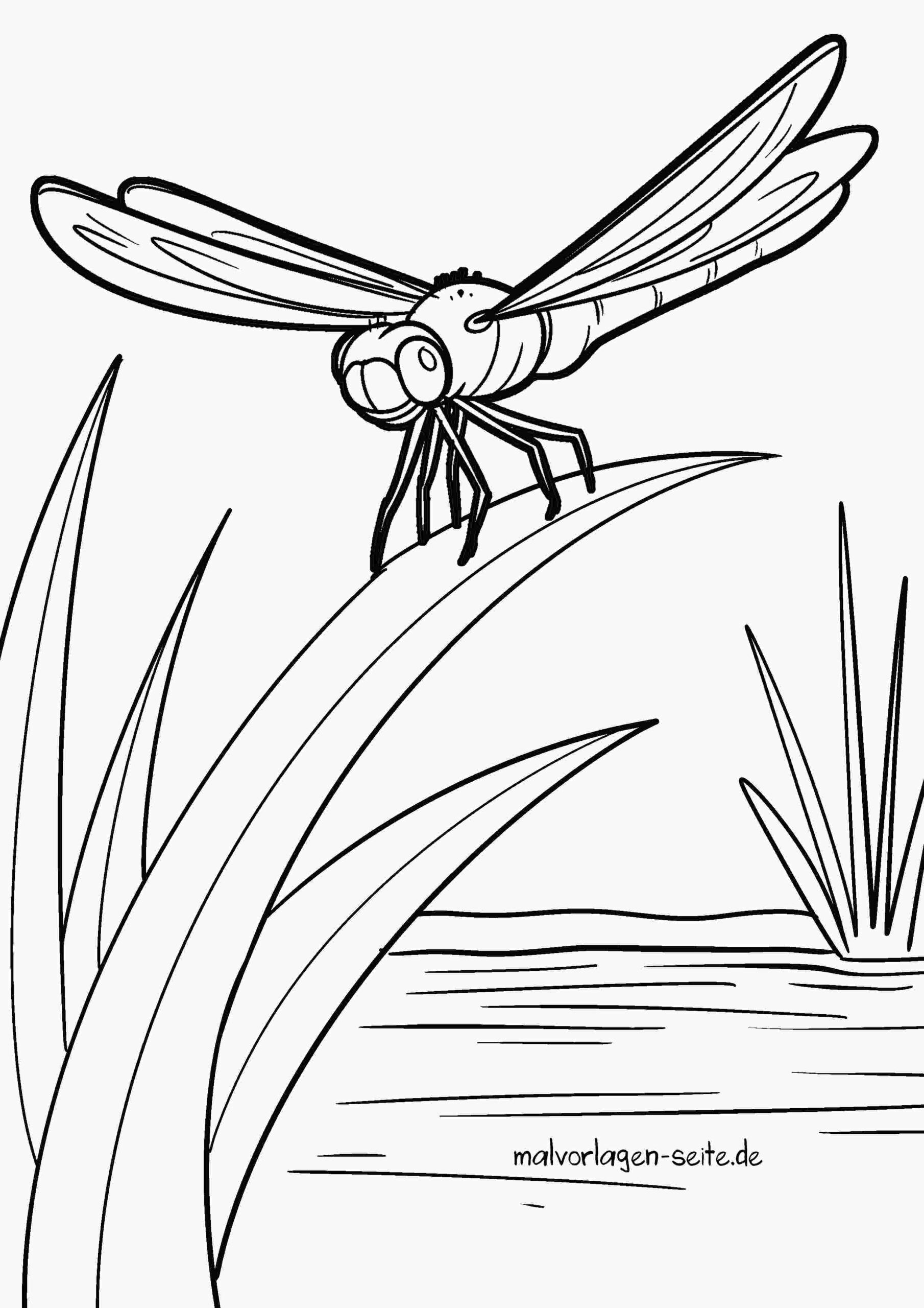 Malvorlage Libelle