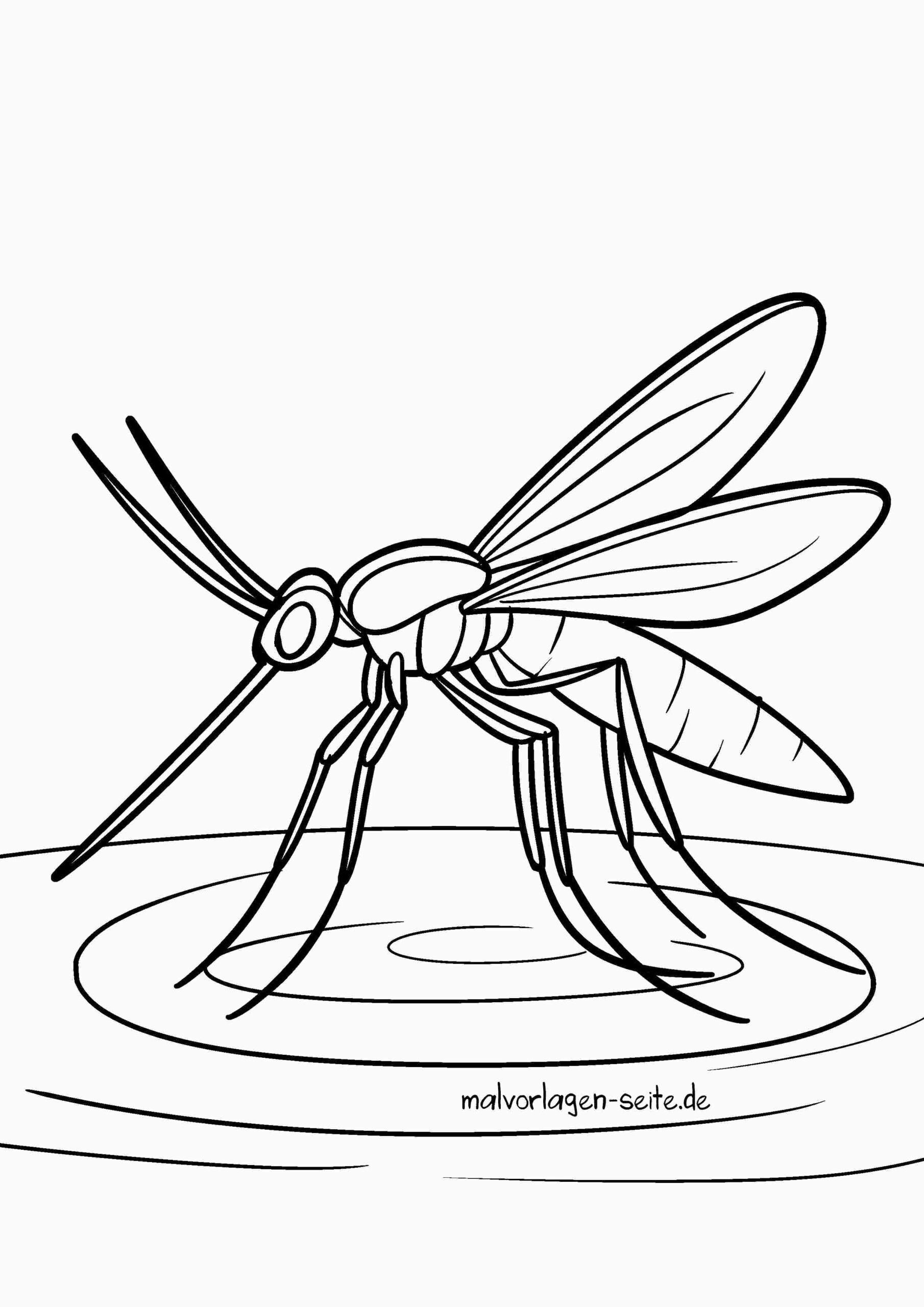 Malvorlage Stechmücke