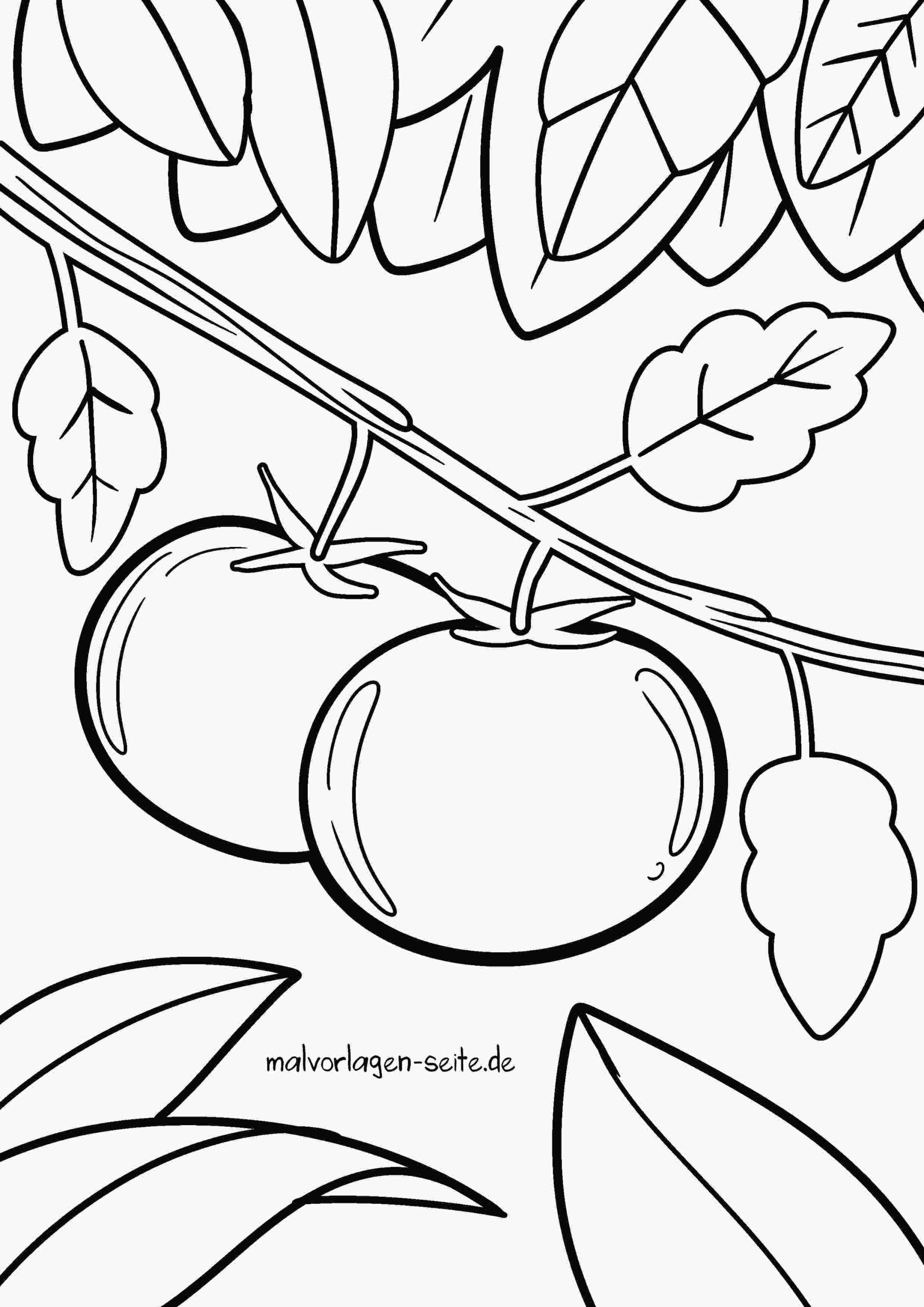 Malvorlage Tomaten