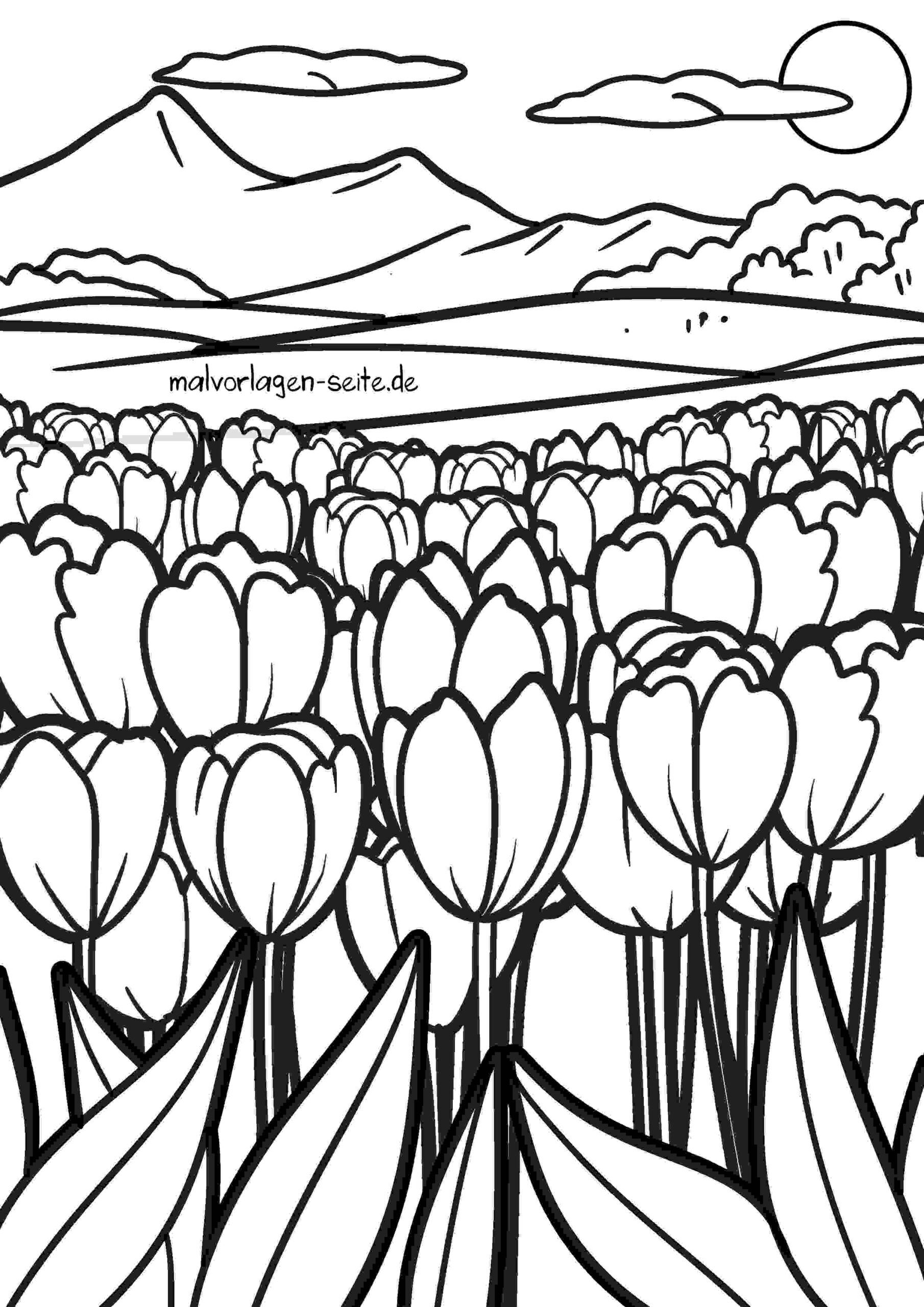 Malvorlage Tulpen