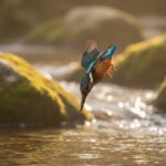 Eisvogel