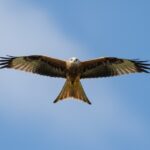 Skurriles aus der Tierwelt - Nestbau des Rotmilans Rotmilan im Flug vor blauem Himmel mit leichten Wolken, Flügel ausgebreitet, medium long shot, klares Tageslicht, Wildlife-Fotografie, DSLR, 400mm Teleobjektiv, kurze Verschlusszeit, scharfe Federdetails, no text