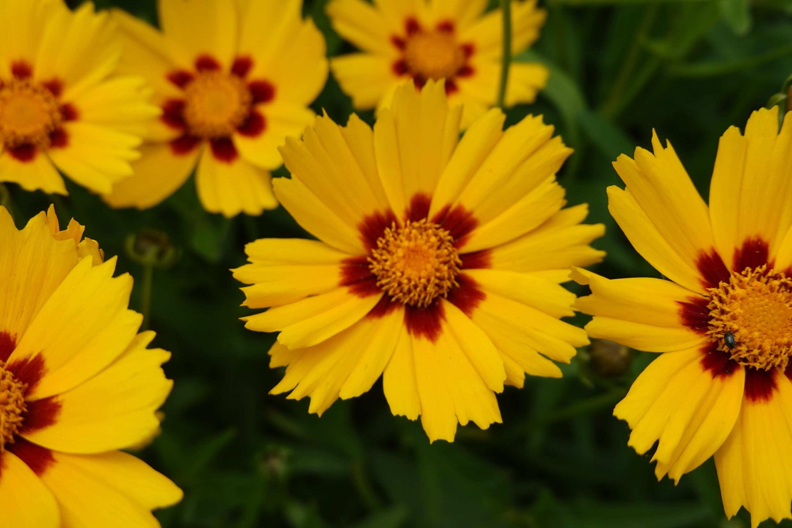 Kostenlose Fotos heimischer Gartenpflanzen