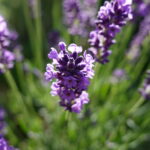 Lavendel