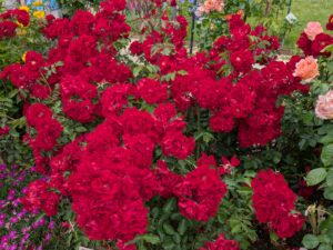 Fotos vom Rosengarten Hadamar