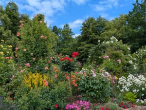 Fotos vom Rosengarten Hadamar