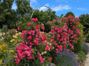 Fotos vom Rosengarten Hadamar