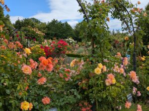 Fotos vom Rosengarten Hadamar