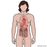 Schematische Darstellung eines menschlichen Körpers mit sichtbaren inneren Organen, darunter Herz, Lunge, Magen, Leber, Darm und Nieren – *Organe im menschlichen Körper* –, dargestellt in Rosa- und Rottönen innerhalb der Umrisse einer männlichen Figur.