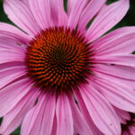 Echinacea violett