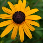 Echinacea gelb