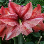 Pflanzenfotos exotische Pflanzen exotic-plant-1