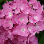 Hortensie