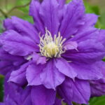 Klematis
