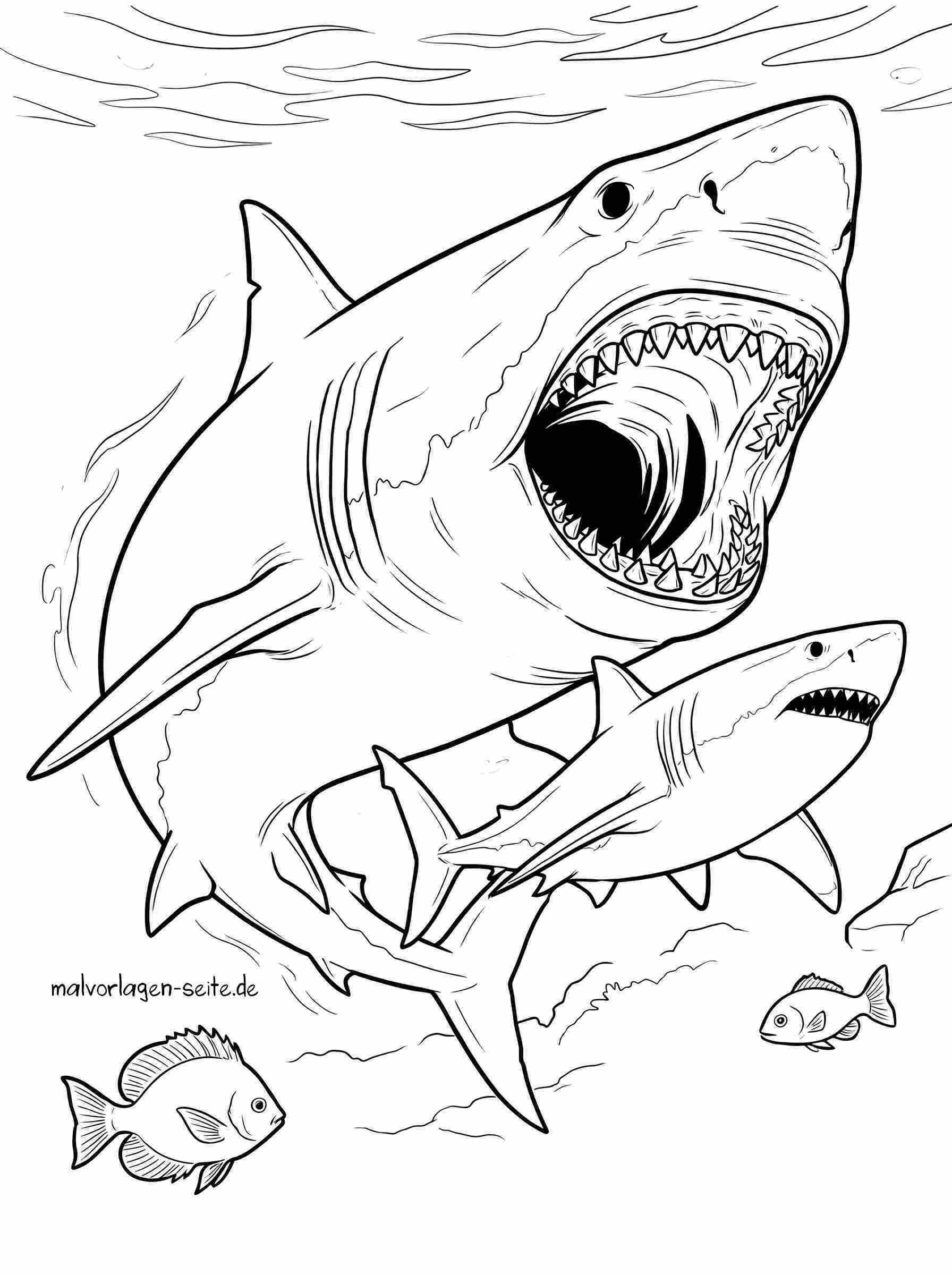 Malvorlage Megalodon