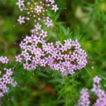 Scheinwaldmeister