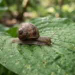 Weichtiere von A bis Z Eine braune Schnecke mit einem spiralförmigen Haus kriecht auf einem großen, grünen, taufeuchten Blatt in einem üppigen, sonnendurchfluteten Wald – eines der faszinierenden Weichtiere von A bis Z, die in der lebendigen Umarmung der Natur gedeihen.